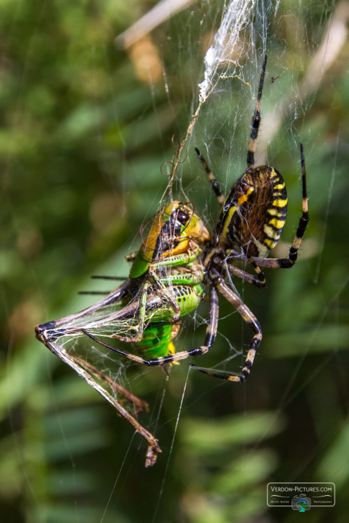 photo araignee argiope frelon verdon